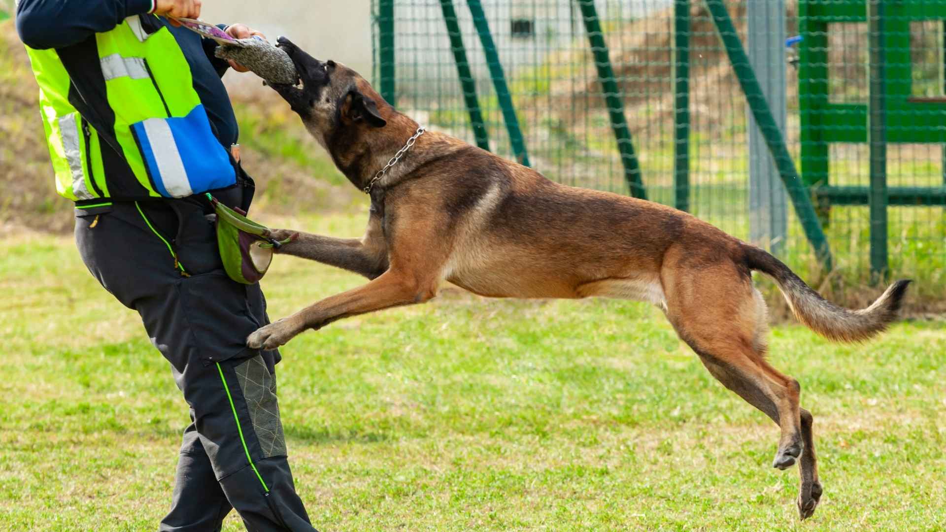 Perro entrena para ser policia